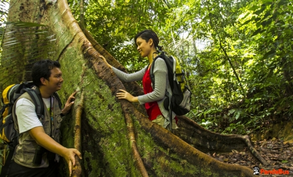 マレーシア森林研究所 (FRIM) ネイチャートレッキングツアー　